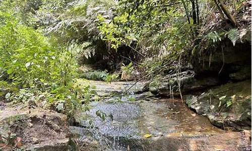 玉峰山森林公园捡菌_玉峰山森林公园步道