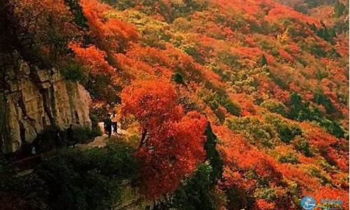 石门森林公园枫叶什么时候红,2020石门国家森林公园枫叶最佳