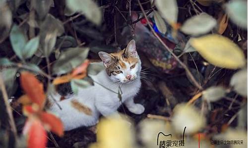 天童森林公园流浪猫还在吗_天童国家森林公园免费吗