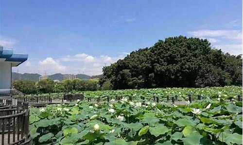 洪湖公园有什么好玩的地方,洪湖公园有什么好玩的