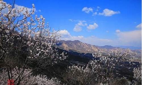 鹫峰森林公园梅花,鹫峰国家森林公园 电话