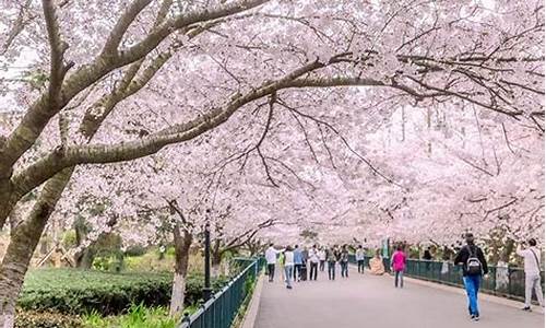 万亩樱花园,中山公园樱花几月开