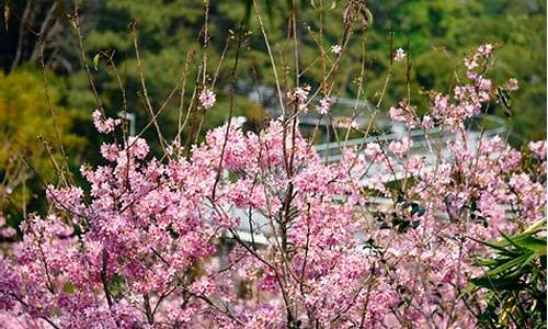 狐尾山公园樱花谷在哪个位置,狐尾山公园樱花谷要门票吗