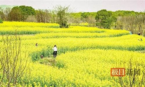 7月1日还可以申请退税吗_武汉森林公园油菜花在哪