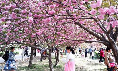 鹤壁旅游景点大全樱花图片-鹤壁旅游景点大全樱花