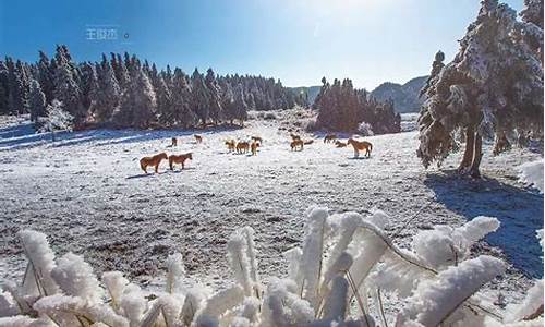 武隆雪景图片-重庆武隆旅游攻略看雪